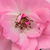 Roz - Trandafir pentru straturi Polyantha - Kempelen Farkas emléke